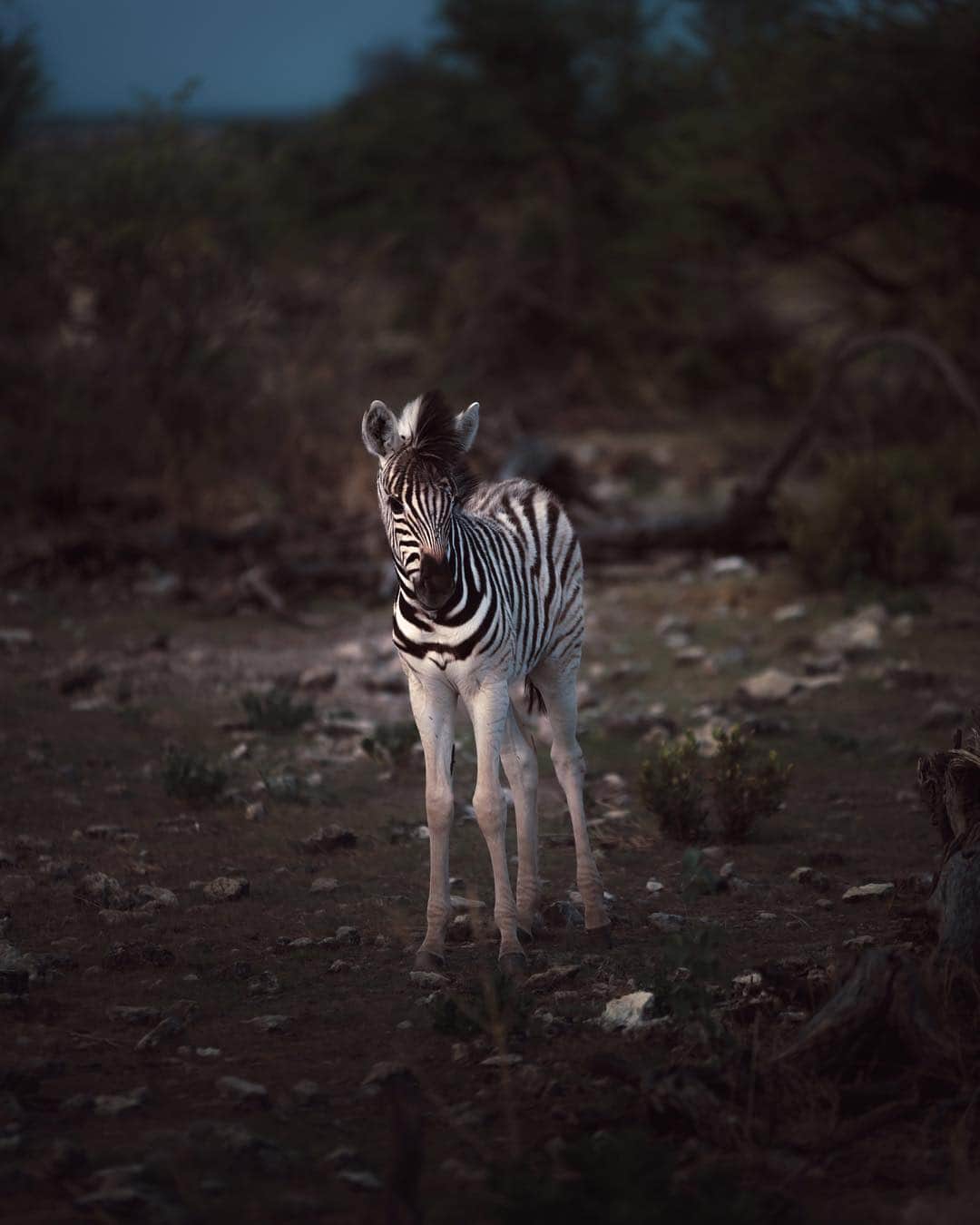 Discoveryさんのインスタグラム写真 - (DiscoveryInstagram)「“Barely having seen its first lion, this baby zebra knows instinctively that it will have to toughen up in order to survive in the savanna.” 📸 + caption by Paul Hänninen (@Paul_hanninen) . . . . #EstoshaNationalPark #namibia #africa #wildlife #nature #zebra #savanna #naturephotography #animal #potd #photooftheday #discover #wildlifephotography」4月15日 1時44分 - discovery