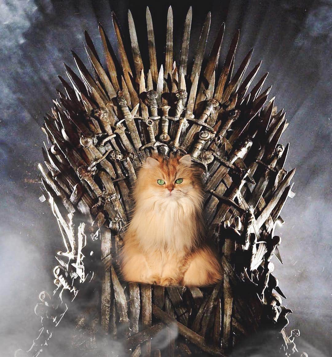 Smoothieさんのインスタグラム写真 - (SmoothieInstagram)「The wait is over. #ForTheThrone By @ditpict」4月15日 2時03分 - smoothiethecat