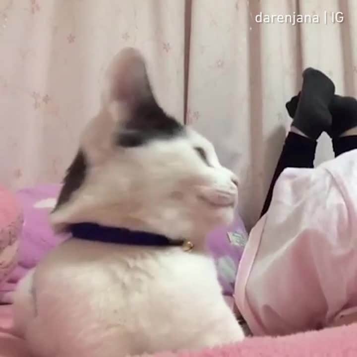 Aww Clubのインスタグラム