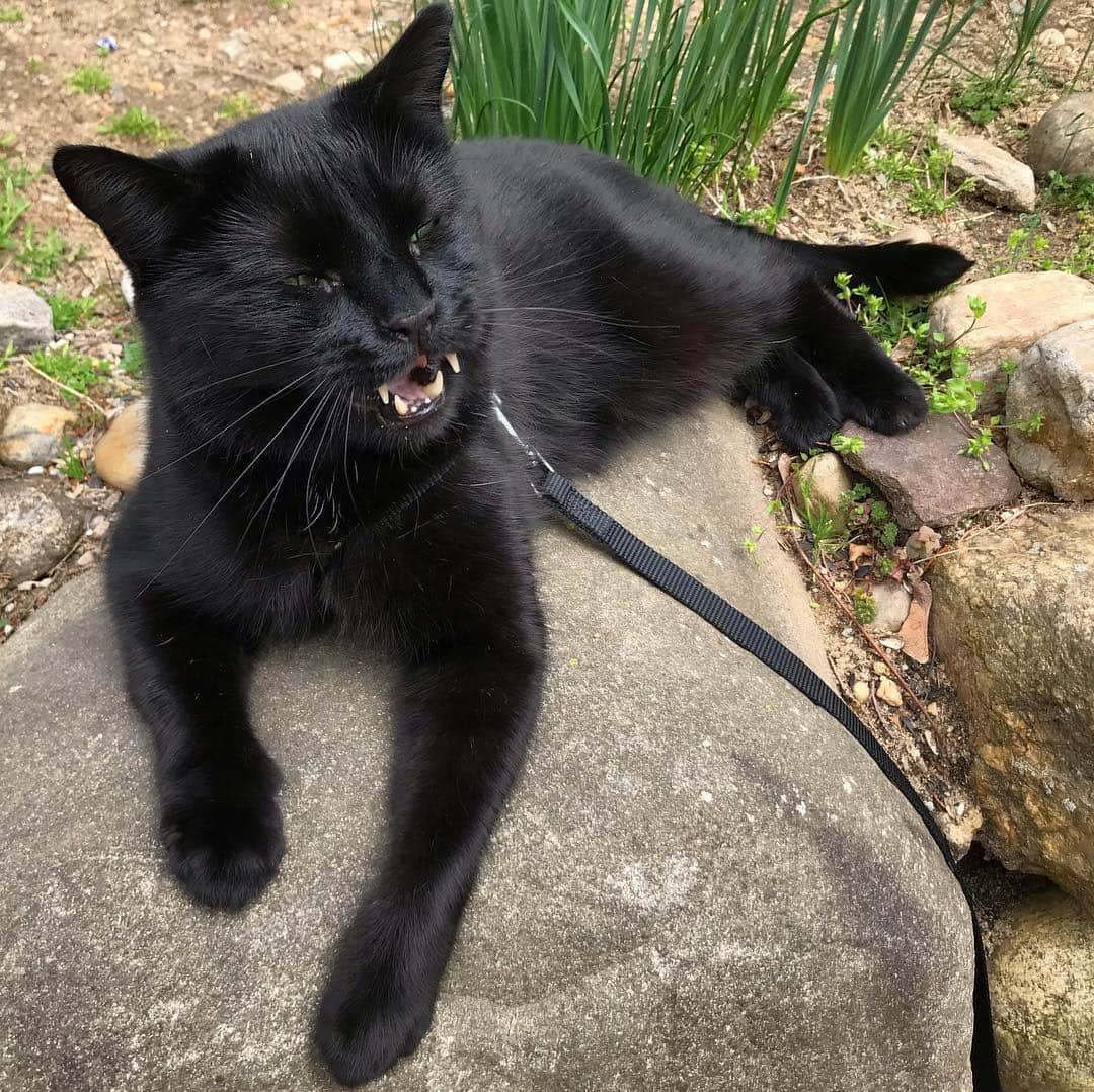 セルジオさんのインスタグラム写真 - (セルジオInstagram)「Out here singing the songs of my people #hakunamatata 🎶 . . #monkeybusiness #lionking #gardenpanther #teef #fiercecat #vampirecat #catonaleash #catexplorer #sundayfunday☀️ #happycat #spoiledcat #igkitty #igcats #catslife #rescuecat #catsofinsta #catsofig #ellenratemycat #catstercats #cutecats #blackcats #blackcatsofinstagram #myfurbaby #catmomlife #whorescuedwho #catladylife #catfangsofinsta」4月15日 2時24分 - monkandbean