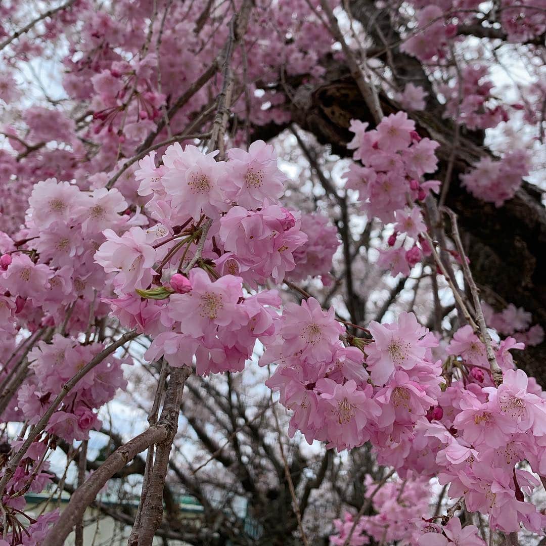 澤野井香里さんのインスタグラム写真 - (澤野井香里Instagram)「転園して、Sくん初めてのプレ幼稚園✨﻿ ﻿ スクールに行って慣れてたお陰で、初日から振り向きもせずに先生の元へ😂﻿ ﻿ お迎えに行くと満面の笑みで『楽しかったー！トランポリンして、蝶々🦋作って先生がピアノ弾いてくれてみんなで歌った＾＾』と嬉しそうに話してくれて、ホッと一安心👶﻿ ﻿ そしてまだ桜が綺麗だったので、#平野神社 ⛩でお散歩がてらお花見へ🌸🌸﻿ ﻿ この辺りに来ると必ず寄る#澤屋 の#粟餅 を食べに寄り道もできて良かった✨﻿ ﻿ これから新しい先生に新しいお友達、新しい幼稚園でもまた楽しい毎日が送れますように╰(*´︶`*)╯♡﻿ ﻿ #kaoris_son #kaoris_son_2019  #ks_19✨ #ig_kids #関西ママ #京都ママ #👶 #男の子ママ #女の子ママ #ママライフ #プレ幼稚園 #幼稚園 #小さな彼氏s #2歳 #S⭐️_」4月15日 2時49分 - kaori_sawanoi