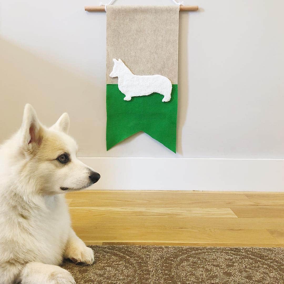 Winston the White Corgiさんのインスタグラム写真 - (Winston the White CorgiInstagram)「House Unicorgi ready to take the Iron Throne once and for all. Pledge loyalty now and you’ll be spared. #winstoniscoming 🤣 #gameofthrones #GoT #ready」4月15日 3時06分 - winstonthewhitecorgi