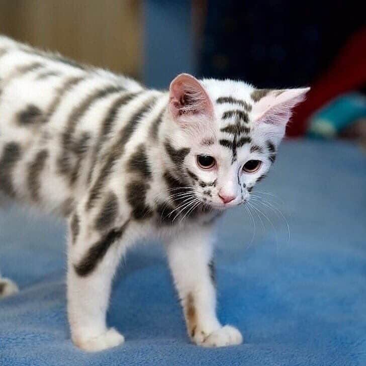 Cute Pets Dogs Catsさんのインスタグラム写真 - (Cute Pets Dogs CatsInstagram)「"Have you ever seen a cat with such unusual markings? 🤔" - kittyworks.com  #kittens_of_world and follow us to be featured 😸  #chat #neko #gato #gatto #meow #kawaii #nature #pet #animal #instacat #instapet #mycat #catlover #cutecats #cutest #meow #kittycat #topcatphoto #kittylove #mycat #instacats #instacat #ilovecat #kitties #gato #kittens #kitten」4月15日 3時51分 - dailycatclub