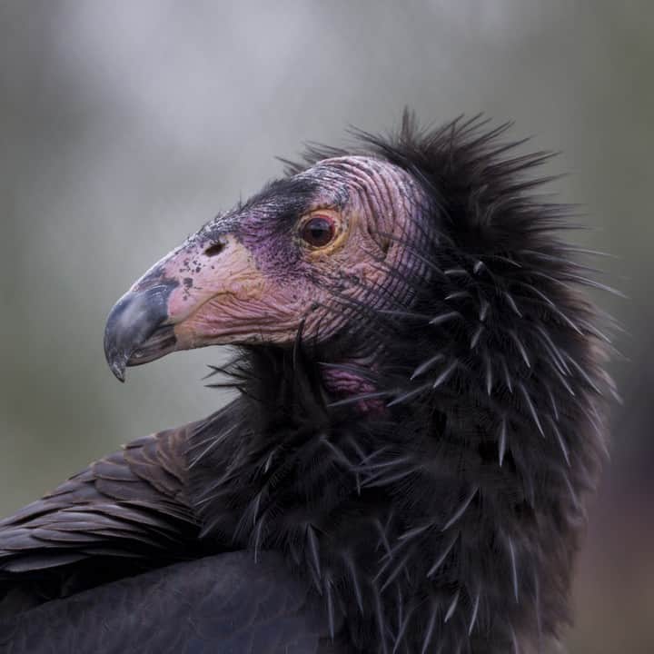 San Diego Zooさんのインスタグラム写真 - (San Diego ZooInstagram)「How we know Jon Snow is a CA condor (spoilers): ✅Both came back from almost certain doom ✅Both sport the same fabulous black "fur" coat ✅Jon Snow is King in the North and condors are kings of the skies #GOTpremiere #forthethrone #got #gameofthrones #sandiegozoo #endextinction」4月15日 4時00分 - sandiegozoo