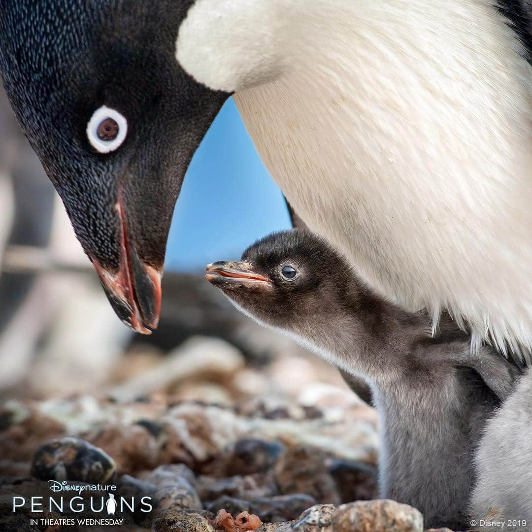 Baby Animalsさんのインスタグラム写真 - (Baby AnimalsInstagram)「#ad Everyone's quirks are worth celebrating, including Steve the penguin's! Meet Steve in #DisneynaturePenguins, in theaters this Wednesday!」4月15日 4時00分 - thebabyanimals