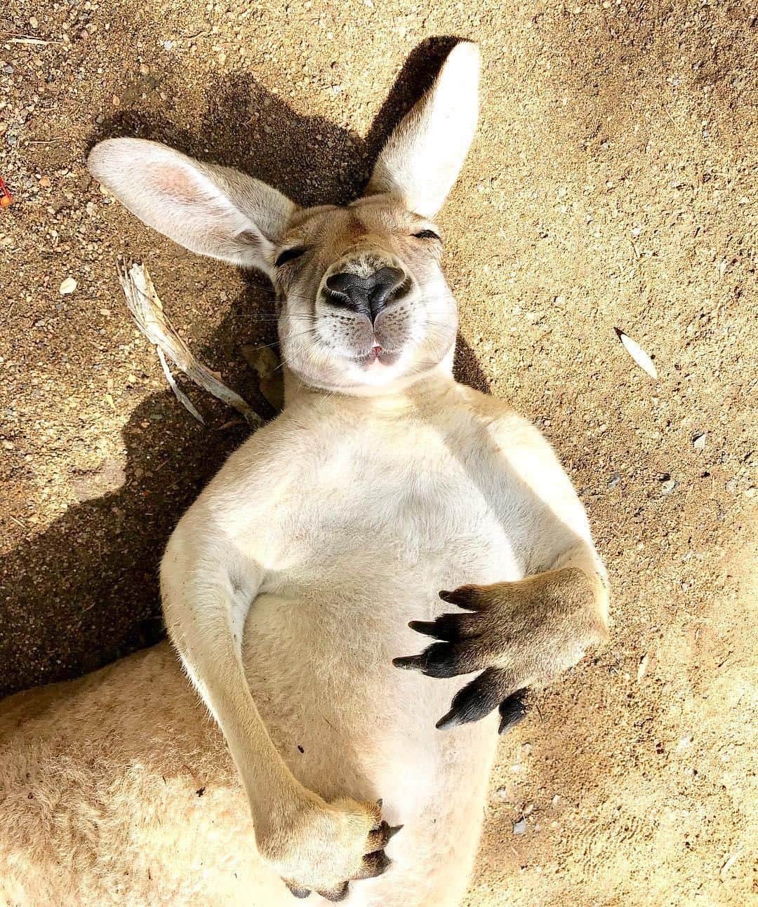 Australiaさんのインスタグラム写真 - (AustraliaInstagram)「Accurate depiction of us during our weekend food coma. 🤤 @bearybythebeach spotted this #kangaroo at @currumbinsanctuary, who looks like he may have overindulged in too much quality grass and needed some time out to sleep it off in the sun. This @queensland #wildlife sanctuary is only half an hour’s drive from @destinationgoldcoast, and is home to two different types of kangaroos. Take a walk through the red-dirt landscape to hand-feed the Red Kangaroos, or head over to the grassy fields to hang out with the Grey Kangaroos. Either way, as long as you have a bag of the supplied roo food on you, you’re certain to make lots of new friends. 😜  #seeaustralia #thisisqueensland #wearegoldcoast #wildlifephotography #weeklyfluff #travel」4月15日 4時00分 - australia
