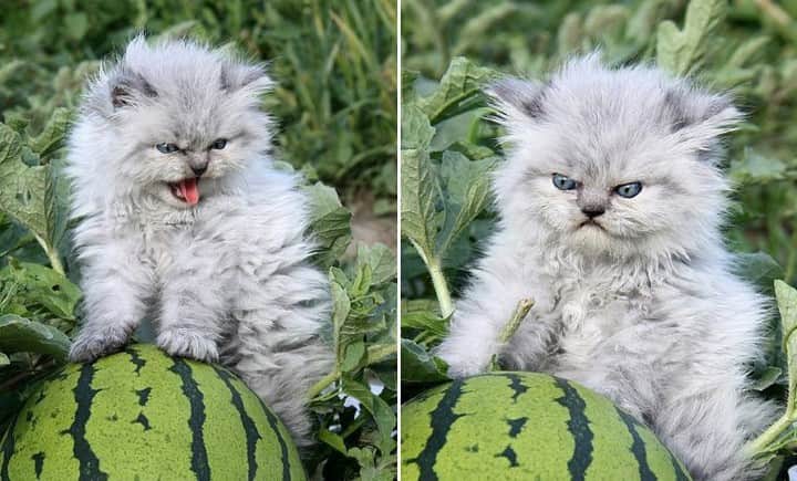 9GAGさんのインスタグラム写真 - (9GAGInstagram)「Das ist meine Wassermelone. Meine!⠀ #watermelon #angrycat」4月15日 4時00分 - 9gag