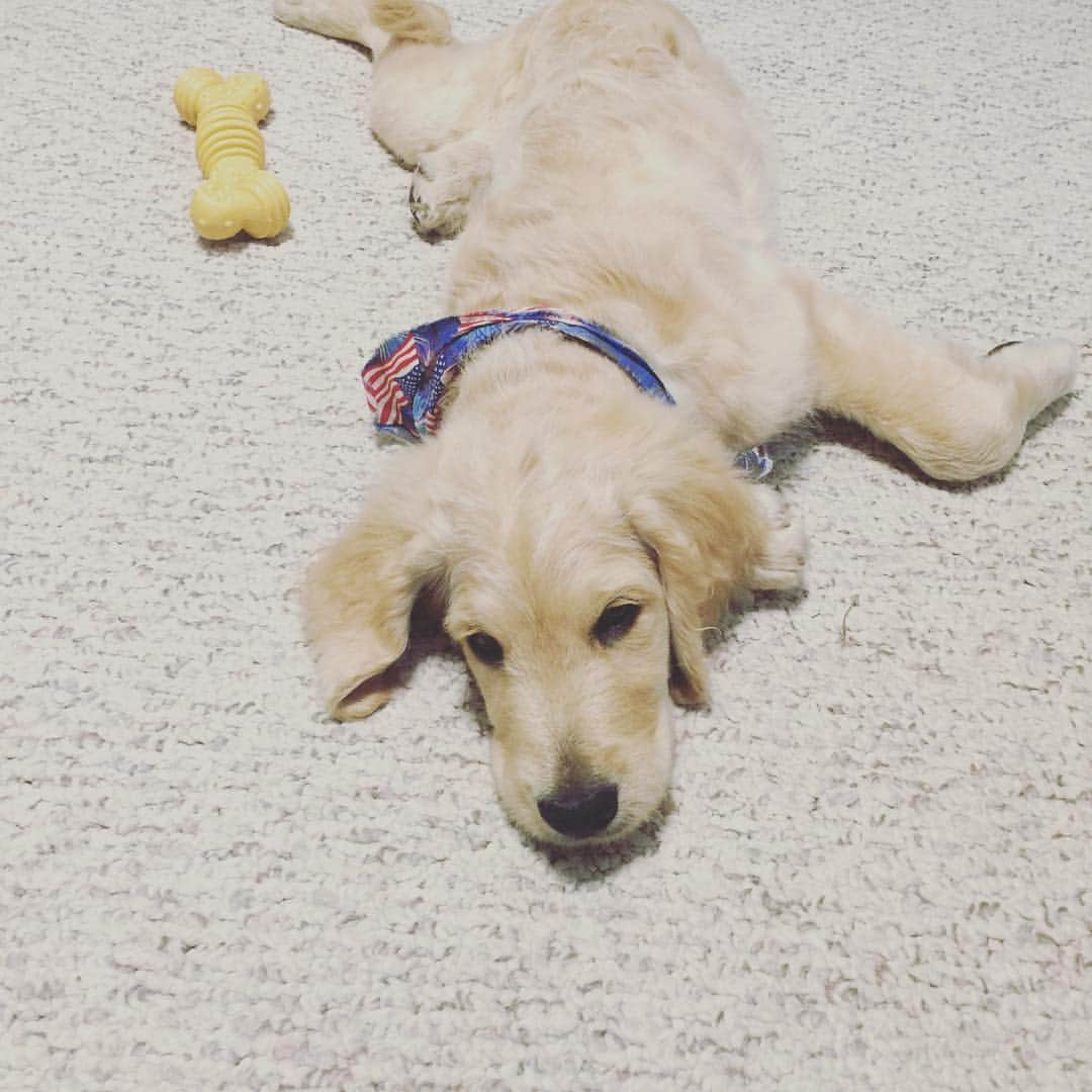 キャロライン・マッソンさんのインスタグラム写真 - (キャロライン・マッソンInstagram)「Happy 3rd Birthday to our boy Ace and his sister Maggie. What a great day back in Arkansas when we decided to bring you home!❤️」4月15日 4時01分 - caro_masson_