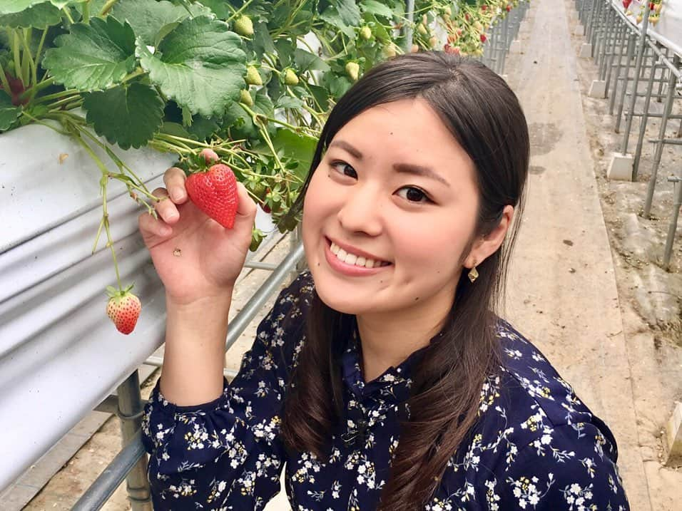 宮本佳奈さんのインスタグラム写真 - (宮本佳奈Instagram)「いちごの美味しい季節です🍓 ・ 今日夕方6時15分から放送の「MRTニュースnext」情報テラスのコーナーでは、宮崎市内にあるいちご園をご紹介します✨ ・ いちご狩り、いちごたっぷりのスイーツなど色々な楽しみ方ができるいちご園(^^) ・ 大きくてジューシーで甘〜いいちごでした💕 ・ ぜひご覧ください😊 ・ #mrtニュースnext #情報テラス #いちご #いちご狩り #いちごパフェ #ひなたいちご園 #3枚目は #いちごポーズ #instafood」4月15日 13時41分 - mrt.miyamoto