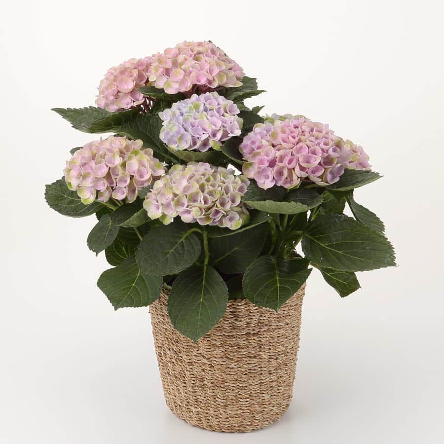 無印良品さんのインスタグラム写真 - (無印良品Instagram)「【母の日の花】おかあさん、ありがとう。 日頃伝えられない感謝の気持ちを込めて、お花のプレゼントはいかがでしょうか。 生産者がひと鉢ひと鉢手間と愛情をかけて育てた鉢植えの花。 とくに八重咲きのあじさいは生産している人が少ないめずらしい品種で、花色の変化を長期間に渡って楽しめるのが特長です。  #無印良品 #MUJI #母の日 #母の日プレゼント #母の日ギフト #鉢花 #鉢植えの花」4月15日 14時00分 - muji_global