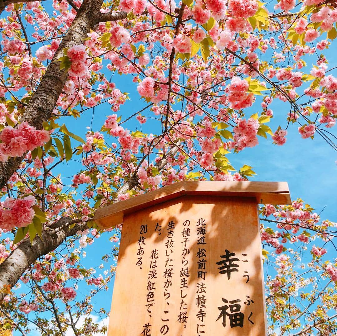 内田絢子さんのインスタグラム写真 - (内田絢子Instagram)「造幣局の桜の通り抜け。今年はなんと、『幸福』の桜が満開でした！  毎年見に行っているけれど、北海道からやってきた幸福の桜の木は、蕾だったり、咲いていても3輪くらいだったり。。。こんなに満開な幸福の桜を見たのは初めて♡大興奮でした！  #造幣局桜の通り抜け #幸福の桜 #4月15日まで」4月15日 14時00分 - uccijun