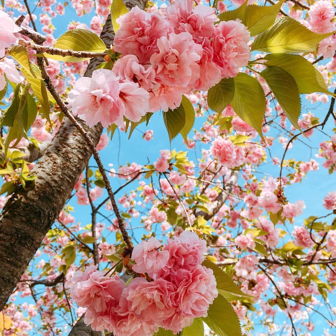 内田絢子さんのインスタグラム写真 - (内田絢子Instagram)「造幣局の桜の通り抜け。今年はなんと、『幸福』の桜が満開でした！  毎年見に行っているけれど、北海道からやってきた幸福の桜の木は、蕾だったり、咲いていても3輪くらいだったり。。。こんなに満開な幸福の桜を見たのは初めて♡大興奮でした！  #造幣局桜の通り抜け #幸福の桜 #4月15日まで」4月15日 14時00分 - uccijun