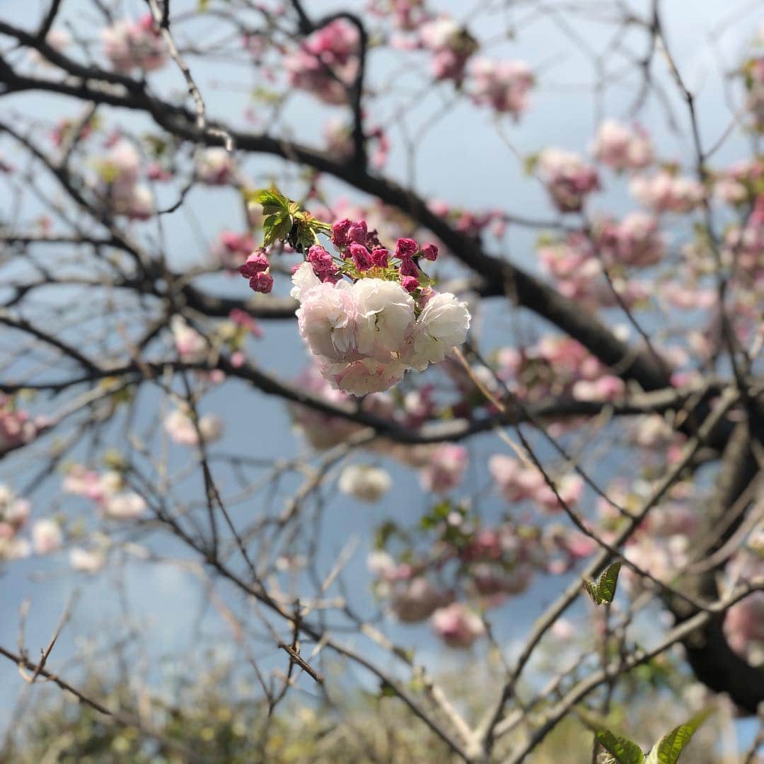 サイプレス上野さんのインスタグラム写真 - (サイプレス上野Instagram)「美しいものに惹かれる心も一応持ってはい〼🌸」4月15日 14時09分 - resort_lover