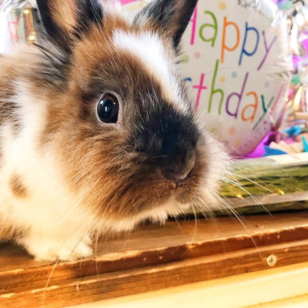 TONEAYUさんのインスタグラム写真 - (TONEAYUInstagram)「ポキちゃんHappy Birthday!!🦁🎉﻿ ﻿ １歳のお誕生日です🎂✨﻿ ﻿ やっと一歳😂﻿ ﻿ 動画は、ペットショップにいた頃のベイビーポキ🦁💓﻿ ﻿ 小さい頃可愛かったけど、もちろん今がめたんこ可愛すぎて毎日メロメロです😍﻿ ﻿ テポとポキとぷー﻿ みんなで長生きしてね🥰﻿ ﻿ 💓🐦🦁🐶🍥💓﻿ ﻿ ﻿ #ポキライアン﻿﻿ #幻のうさぎ﻿﻿ #うさぎ﻿﻿ #rabbit﻿﻿ #rabbitlove﻿﻿ #bunny﻿﻿ #ふわもこ部﻿﻿ #baby﻿ #仔ウサギ」4月15日 14時05分 - toneayu