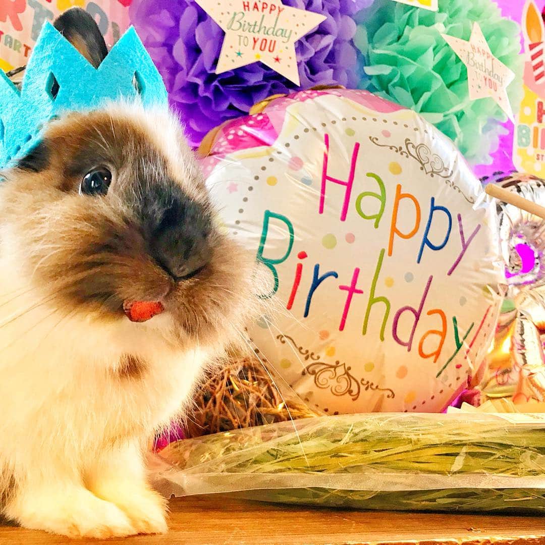 TONEAYUさんのインスタグラム写真 - (TONEAYUInstagram)「ポキちゃんHappy Birthday!!🦁🎉﻿ ﻿ １歳のお誕生日です🎂✨﻿ ﻿ やっと一歳😂﻿ ﻿ 動画は、ペットショップにいた頃のベイビーポキ🦁💓﻿ ﻿ 小さい頃可愛かったけど、もちろん今がめたんこ可愛すぎて毎日メロメロです😍﻿ ﻿ テポとポキとぷー﻿ みんなで長生きしてね🥰﻿ ﻿ 💓🐦🦁🐶🍥💓﻿ ﻿ ﻿ #ポキライアン﻿﻿ #幻のうさぎ﻿﻿ #うさぎ﻿﻿ #rabbit﻿﻿ #rabbitlove﻿﻿ #bunny﻿﻿ #ふわもこ部﻿﻿ #baby﻿ #仔ウサギ」4月15日 14時05分 - toneayu