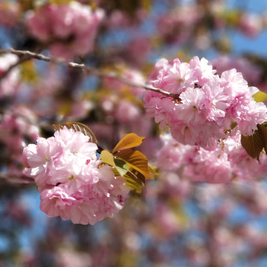 花澄さんのインスタグラム写真 - (花澄Instagram)「ちょっとそこまでだからと カメラを持たずに出たのだけど あまりの可愛さに 素通りできない！！(<_<) 八重桜大好き。  #spring#cherryblossom#flowers#pink#桜#八重桜#ピンク」4月15日 14時09分 - textisan