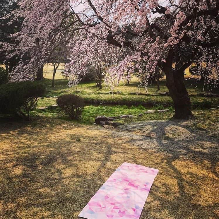 ヨガデザインラボ Yoga Design Labさんのインスタグラム写真 - (ヨガデザインラボ Yoga Design LabInstagram)「桜色の「アマニ」🌸 コンボマット3.5mm が再入荷しています。8,500円(税込)。 . . 📷 @ayu_mi_zuno . . . #yoga #yogadesignlabjapan #yogamat #pink #spring #春 #桜 #ヨガ #ヨガデザインラボ #ヨガマット #ピンク #パークヨガ #ヨガインストラクター #ヨガスタジオ #かわいい」4月15日 14時51分 - yogadesignlabjapan