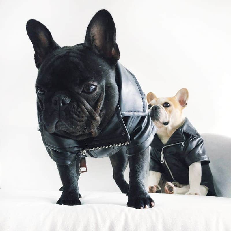 French Bulldogさんのインスタグラム写真 - (French BulldogInstagram)「Does your Frenchie like to feel the wind in his fur? 🔥 Ride in style with our Leather Motorcycle Dog Jacket made from the finest soft faux leather...it feels just like real leather. 😎🤘 .⠀ . ⠀ .⠀ .⠀ .⠀ #bulldogfrancese #frenchies1 #bullygram #フレブル #鼻ぺちゃ #ワンコ #bullylifetv #sleepypuppy #frenchiepuppy#frenchiesofinstagram #frogdog #frenchiesofig #frenchy#frenchieoftheday #bullieslife #frenchbulldogsofinstagram#frenchbulldogpuppy #frenchielove #bulliesofinstagram#bulldogingles #bullies #bullyworld」4月15日 5時57分 - frenchie.world