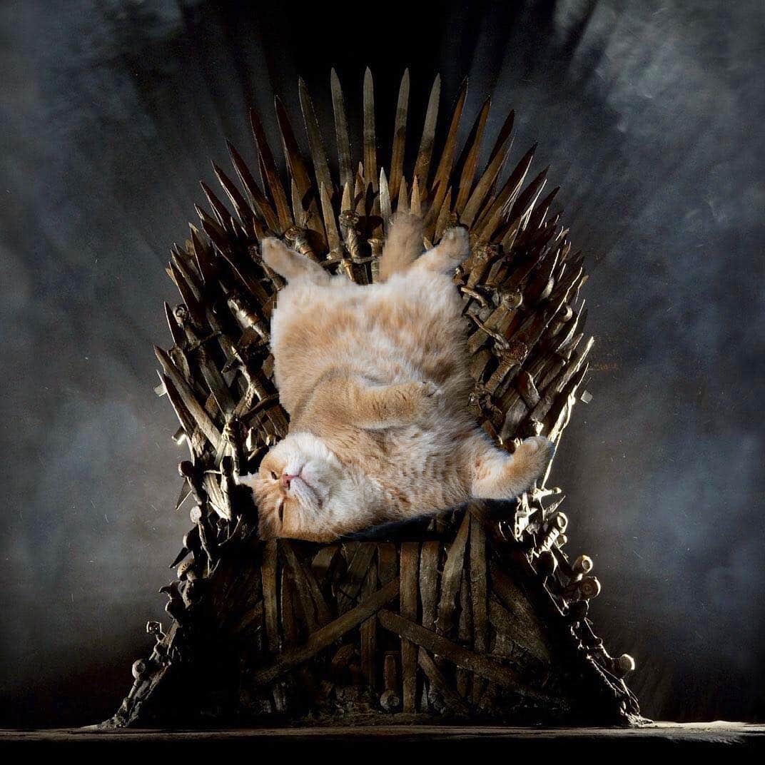 Hosicoさんのインスタグラム写真 - (HosicoInstagram)「I am the real owner of the Iron Throne 👑 #forthethrone #gameofthrones @gameofthrones」4月15日 6時15分 - hosico_cat