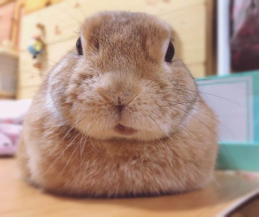 ラン?さんのインスタグラム写真 - (ラン?Instagram)「ケツ曜日♡おはようございます🐰 おにぎりみたいなランさん🐰🍙とコッペパンみたいなランさん🐰🥖 ☆ 今週も元気に行きましょ( ^ω^ )♪ ☆ #うさぎ #ネザーランドドワーフ #rabbit #bunny #bunnystagram  #rabbitstagram  #cute  #かわいい #ふわもこ部  #もふもふ  #zip写真部  #アニマル写真部 #instagramjapan #netherlanddwarf #うさぎと暮らす  #うさぎのいる暮らし #癒し #kawaii #ランちゃん  2019.04.15」4月15日 7時08分 - mofumofuusako