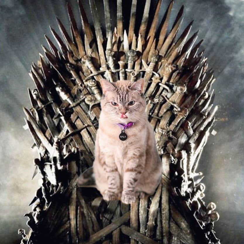 nala_catさんのインスタグラム写真 - (nala_catInstagram)「Queen Nala! Mother of cats! #forthethrone #winterishere #gameofthrones」4月15日 7時04分 - nala_cat