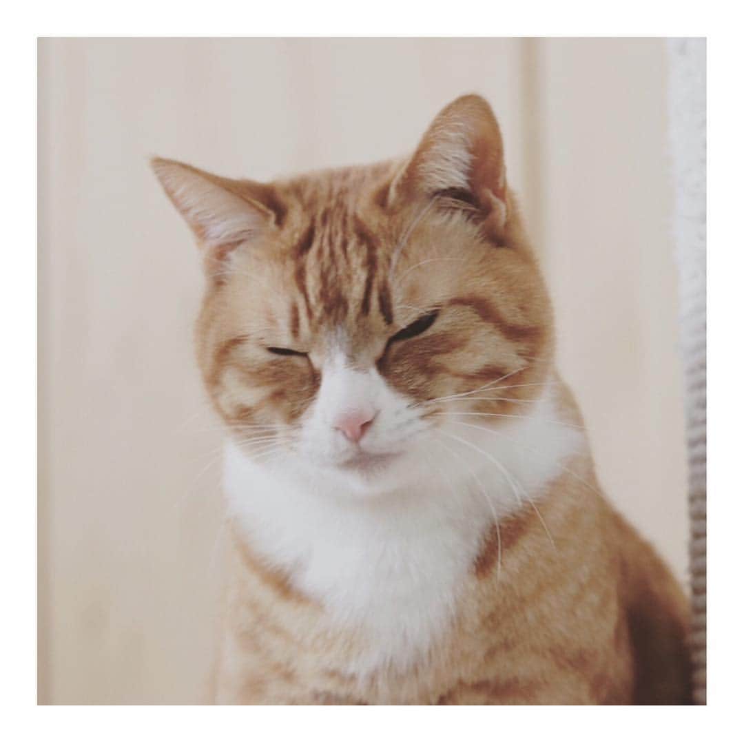 こむぎさんのインスタグラム写真 - (こむぎInstagram)「* この美味しそうなお手手は誰かな？ 2枚目こんなお顔してました🤣 先日の東京出張で作家の鈴木恵美さん( @suzukie_mi )のお家へお邪魔してきました🤗 途中で眠くなってベッドの上でのびのびしているどんちゃんと、ベッドの下から出てこないうんちゃん🤣 猫って本当十猫十色だよね。 みんな可愛わいい☺️ お家もすごく素敵だったーまたお邪魔したいな✨ #鈴木恵美 #うんたま #どんまる」4月15日 7時10分 - tomochunba