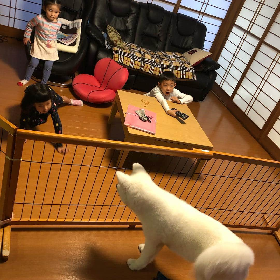 甘糟記子さんのインスタグラム写真 - (甘糟記子Instagram)「土曜日は湘南の実家へ！  秋田犬のフクちゃんが大きすぎて、チビ達はみずから檻の中へ（笑）  安全地帯と言う名の檻ですよ(๑˃̵ᴗ˂̵) 天気も良かったので、タコ公園でも少し遊んで( ^ω^ )  やっぱり春っていいな〜☆*:.｡. o(≧▽≦)o .｡.:*☆ #湘南#秋田犬#フク#秋田犬フク#息子殿姫#息子殿#姫#檻の中#逆#タコ公園」4月15日 7時18分 - norihey924