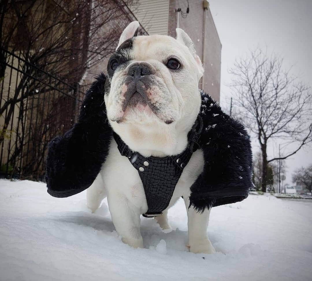 Manny The Frenchieのインスタグラム：「Winter literally came back for the #GOT premiere tonight! ❄🌨🗡🐉 #JonSnow #GameofThrones」