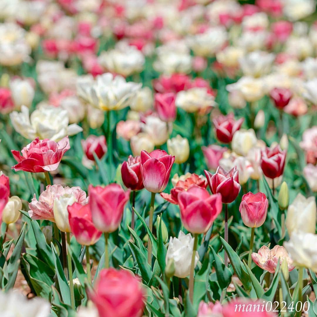 mani022400さんのインスタグラム写真 - (mani022400Instagram)「. 15 Apr. 2019 . Good morning🌸🌺🌹✨ 今週もよろしくお願いします〜😊 . . . 🌺🌺🌺🌷🌷🌷🌹🌹🌹🌸🌸🌸 ご訪問ありがとうございます🙇 . お花以外の写真は サブアカウントにポストしています。 良かったら、覗いてください🙇🙇 ⬇️⬇️⬇️ @mani0224000 . 🌺🌺🌺🌷🌷🌷🌹🌹🌹🌸🌸🌸 . . . 🔷🔷🔷🔷🔷🔷🔷🔷🔷 #カメラ好きな人と繋がりたい  #flower  #花 #flowers  #写真好きな人と繋がりたい serahana #ファインダー越しの私の世界 #花のある暮らし  #bns_lite #eclecticshow #explore_floral . #9vaga9  9vaga_3flowers9 9Vaga_Rose9 #floristsandflowers #ip_blossoms_member #fabulous_shots ig_flowers #ponyfony_flowers #meiko_flora_member #myheartinshots #la_flowers #rainbow_petals #top_favourite_flowers  #quintaflower #inspiring_shot #phx_flowers #flower_special_legend  nature_special_legend  #ind_flowers #tv_flowers #best_moments_flora  #best_beauty_flora_  9vaga_flowersart9 #ptk_flowers #fleur_noblesse_m .」4月15日 7時31分 - mani022400
