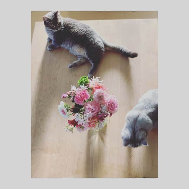 奥菜恵さんのインスタグラム写真 - (奥菜恵Instagram)「朝と猫と花。  #朝 #猫 #マンチカン #まる #ミックス猫  #るな #ペルシャ猫  #ノルウェージャンフォレストキャット  #花 #春」4月15日 7時32分 - megumi_okina