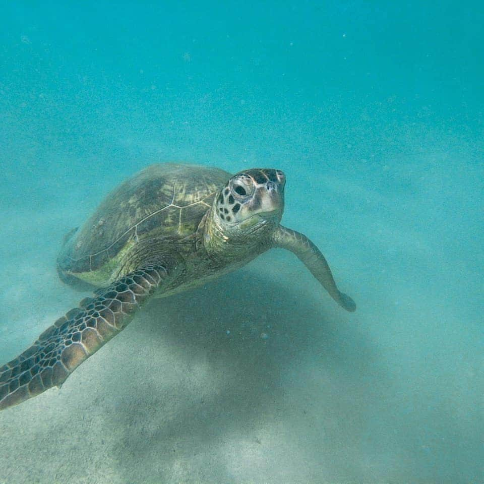 Luxury Cruise by Captain Bruceさんのインスタグラム写真 - (Luxury Cruise by Captain BruceInstagram)「カメさんこんにちは！⁣ 🐢⁣ この日は流れも穏やかで、皆様スノーケルもゆっくりと楽しまれていました :)⁣ ⁣ #captainbruce #sandbar #kaneohe #hawaii #oahu #oahulife #ahuolaka #honu #キャプテンブルース #天国の海ツアー #アフオラカ #ハワイ大好き #絶景 #海ガメさん」4月15日 7時43分 - cptbruce_hi