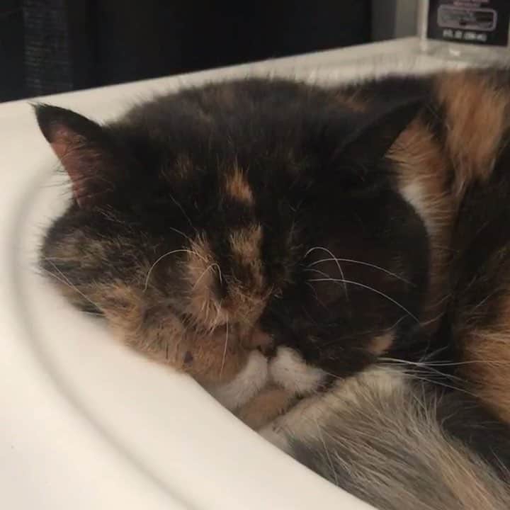 Pudgeのインスタグラム：「Grumpy-faced sink snoozes 😠😴 - #pudgethecat #catsinsinks」