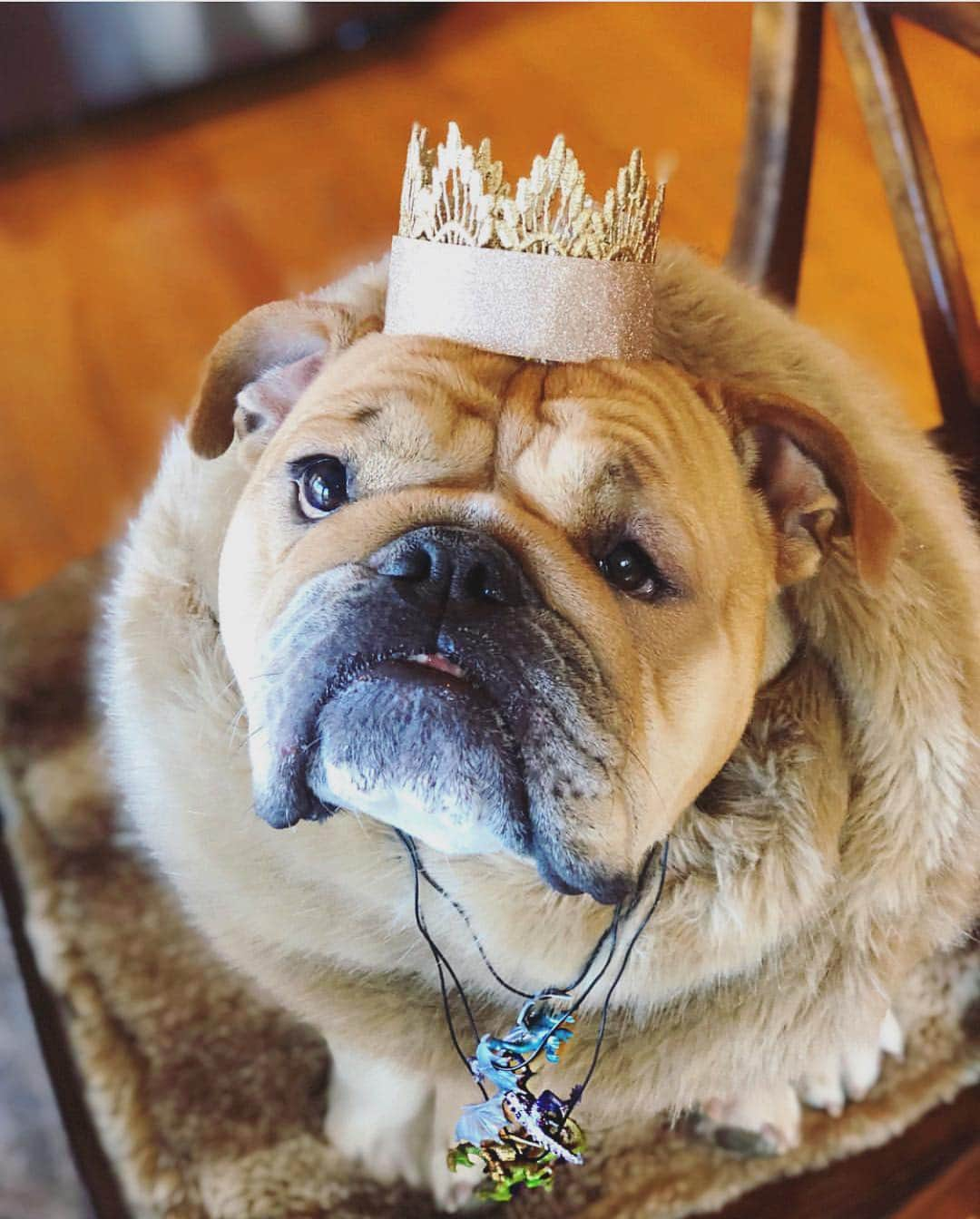 Bodhi & Butters & Bubbahさんのインスタグラム写真 - (Bodhi & Butters & BubbahInstagram)「Winter is coming... . . . . #bulldog #gameofthrones #GoT #puppy #winter #love #dogsofinstagram #excited @missrosey_posey」4月15日 7時56分 - keonistuff