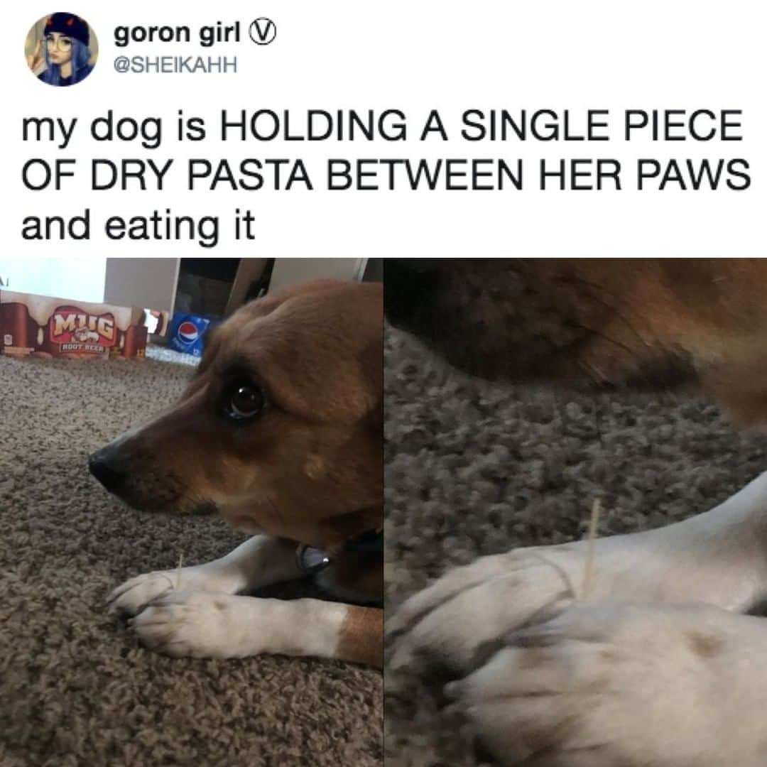 9GAGさんのインスタグラム写真 - (9GAGInstagram)「Everything's ok? Enjoying your spaghet?⠀ -⠀ By SHElKAHH | TW⠀ -⠀ #dog #spaghetti #9gag」4月15日 8時00分 - 9gag