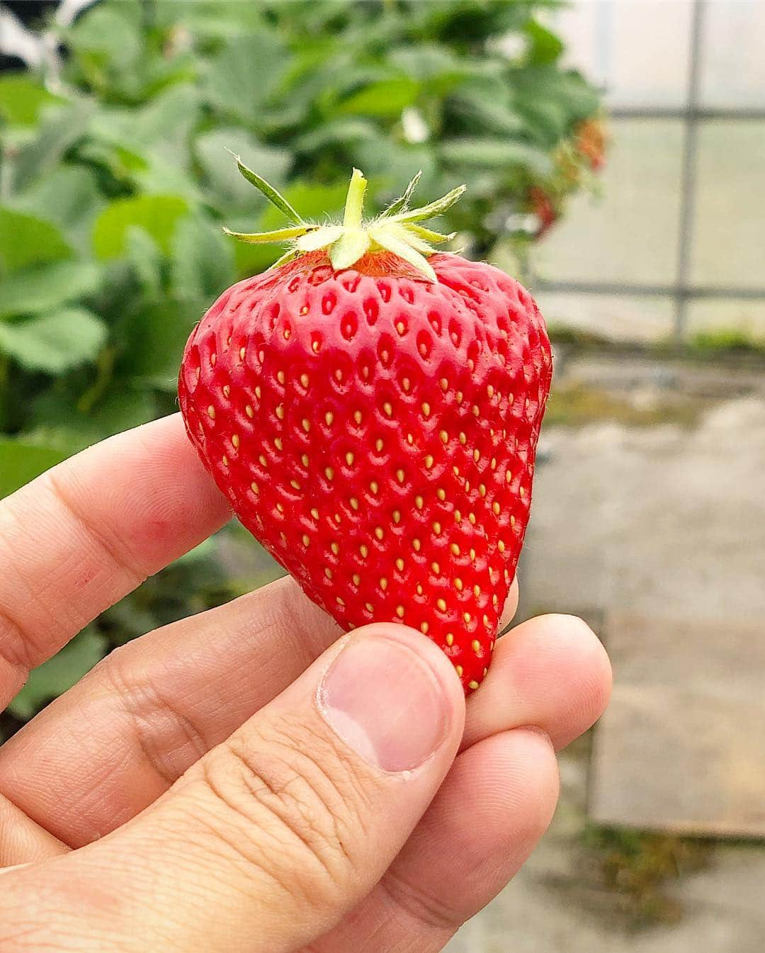 大西宏明さんのインスタグラム写真 - (大西宏明Instagram)「いちご狩り史上🍓1番甘かった😋  #いちご狩り  #紅ほっぺ  #章姫 🍓 #めっちゃ  #甘い  #美味しい  #練乳  #必要なし  #息子  #5歳  #120個食べた (自称) #娘  #3歳 も #大満足  #休日の過ごし方  #smile #ほなっ！！」4月15日 8時05分 - ohnishi_hiroaki_0428