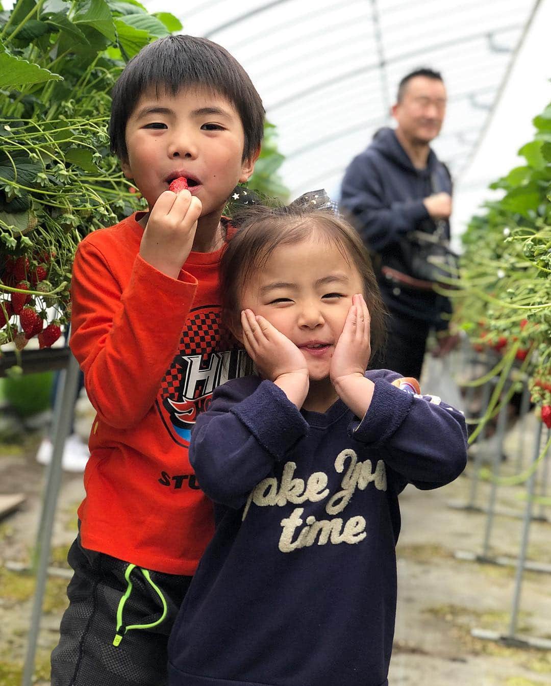 大西宏明のインスタグラム：「いちご狩り史上🍓1番甘かった😋  #いちご狩り  #紅ほっぺ  #章姫 🍓 #めっちゃ  #甘い  #美味しい  #練乳  #必要なし  #息子  #5歳  #120個食べた (自称) #娘  #3歳 も #大満足  #休日の過ごし方  #smile #ほなっ！！」