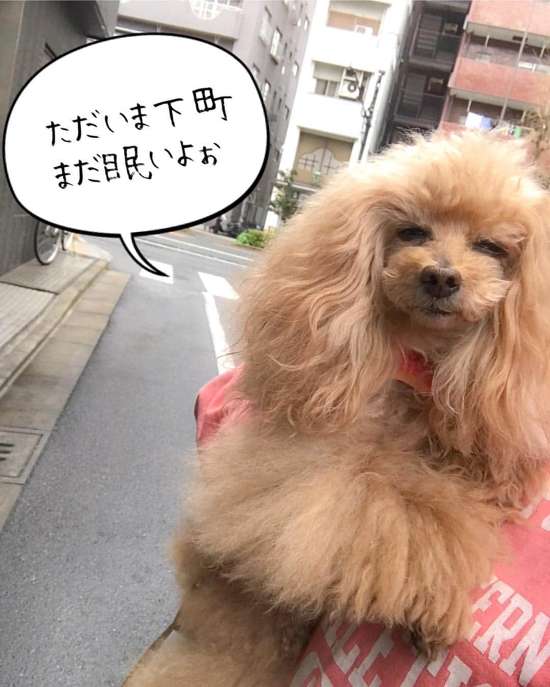 Toypoodle Mikuru?Asakusa Tokyoさんのインスタグラム写真 - (Toypoodle Mikuru?Asakusa TokyoInstagram)「20190415 Monday. Good morning! Friends💕 ただいま〜現実生活😱 起きたら雨でした。 グダグダしていたら止んだので、お家周りを一周。 路面が濡れてるから抱っこばかり🥺 . また働くかぁ😔 . #最近多いNG顔 鼻水つき #iPhone 撮影ですがなにか？ #傷だらけの人生 賞罰なし」4月15日 8時11分 - purapura299