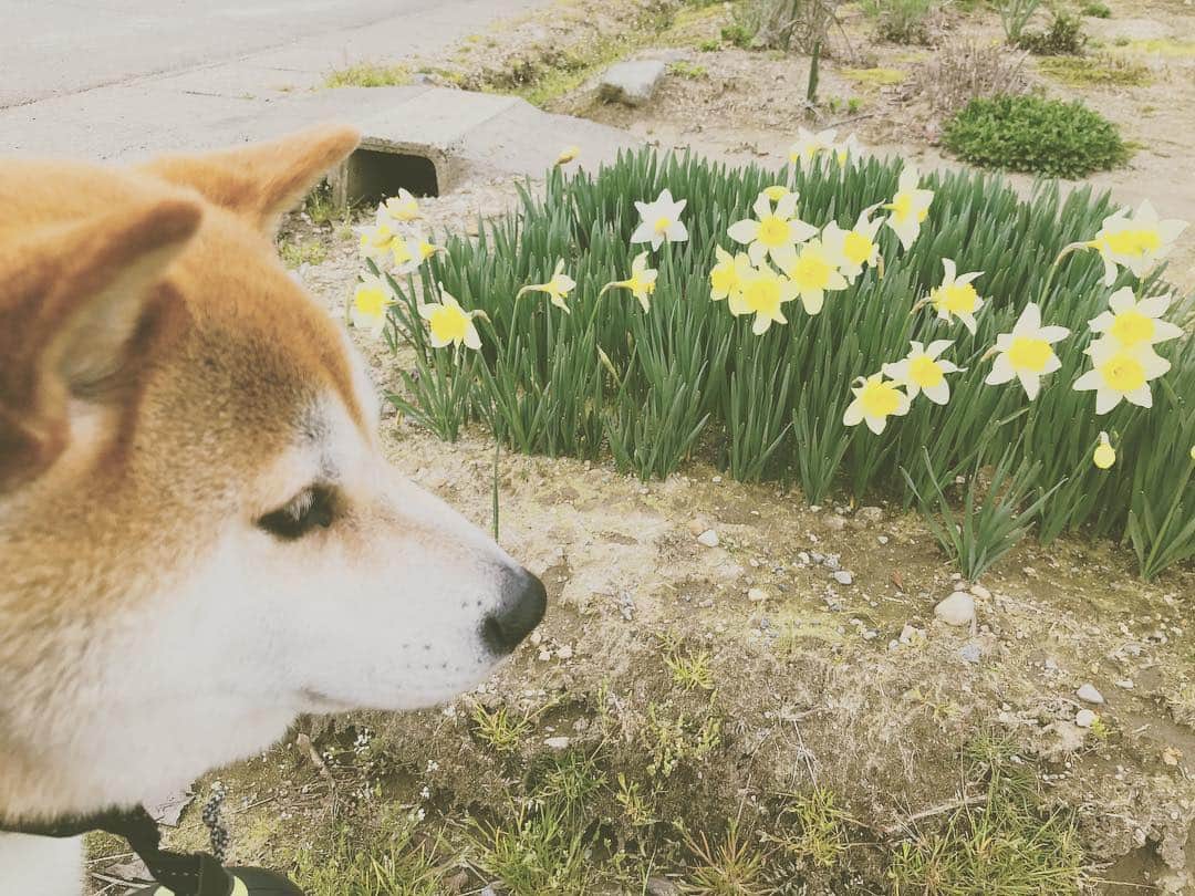 Hanamichi ＆ ℕㆁℜ〡ｋㆁ♡のインスタグラム：「#おもいでのはな #春 #spring #april #水仙 #柴犬 #犬 #しばいぬ #子犬 #わんこ #dog #shiba #puppy #love  #dogsofinstagram #dogstagram」