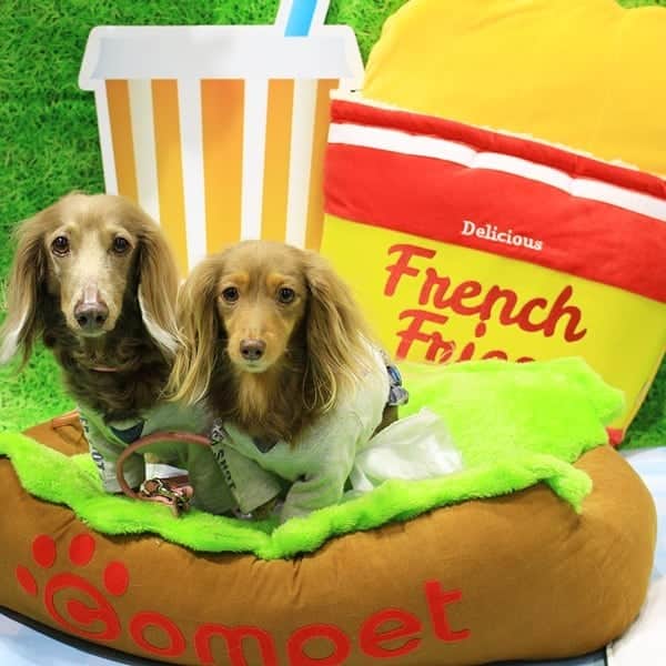 くるみんのインスタグラム：「* インターペット2019にて  ホットドッグ犬  #ミニチュアダックス #ミニチュアダックスフント #ミニチュアダックスフンド #イザベラ #イザベラタン #カニンヘンダックスフント #カニンヘンダックスフンド #カニンヘンダックス #カニンヘン #チョコタン #チョコタンダックス #ダックスフンド #ダックス多頭飼い #ダックス #ダックスフント #インターペット2019 #インターペット #わんこなしでは生きていけません会 #ワンコなしでは生きて行けません会 #いぬすたぐらむ #いぬばか部 #短足部 #dogstagram #east_dog_japan #instagramdogs #instadachs #kyounodachs #todayswanko #7pets_1day #dachshund」