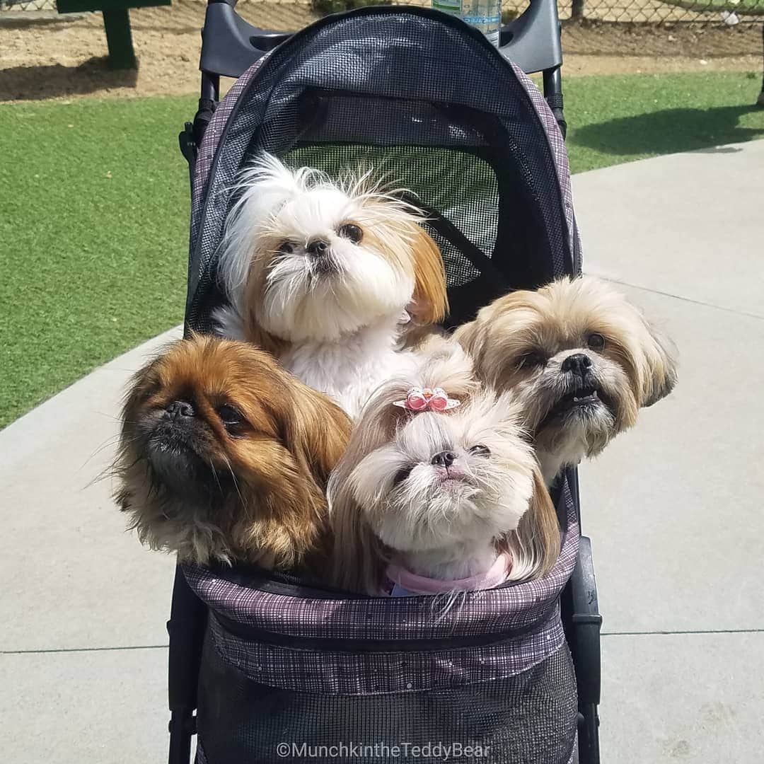 Original Teddy Bear Dogさんのインスタグラム写真 - (Original Teddy Bear DogInstagram)「Sunday funday at the dog park for my friend Athena's birthday 🎉🐶💖」4月15日 8時53分 - munchkintheteddybear