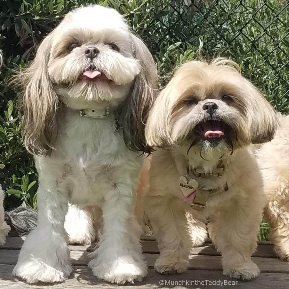 Original Teddy Bear Dogさんのインスタグラム写真 - (Original Teddy Bear DogInstagram)「Sunday funday at the dog park for my friend Athena's birthday 🎉🐶💖」4月15日 8時53分 - munchkintheteddybear