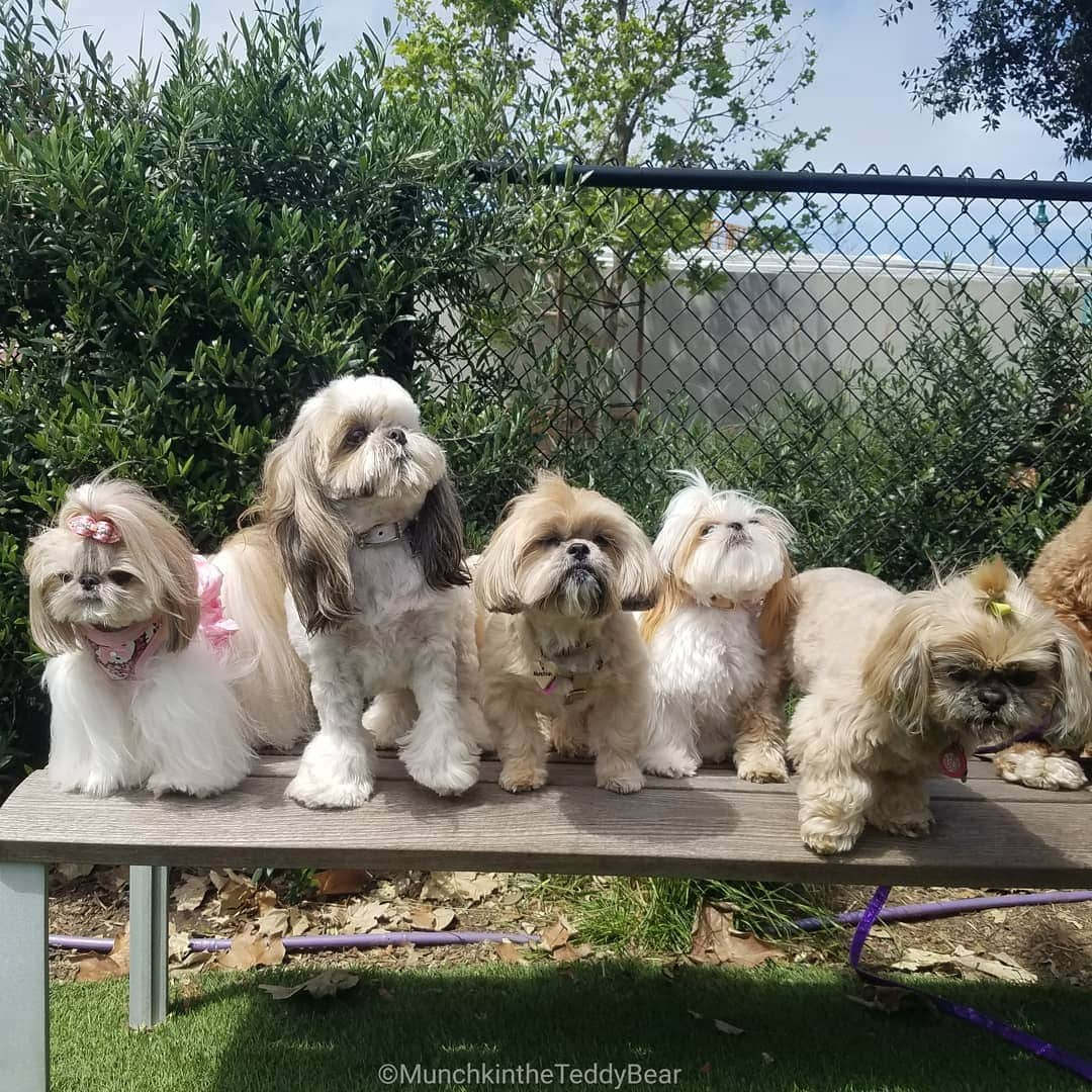 Original Teddy Bear Dogさんのインスタグラム写真 - (Original Teddy Bear DogInstagram)「Sunday funday at the dog park for my friend Athena's birthday 🎉🐶💖」4月15日 8時53分 - munchkintheteddybear