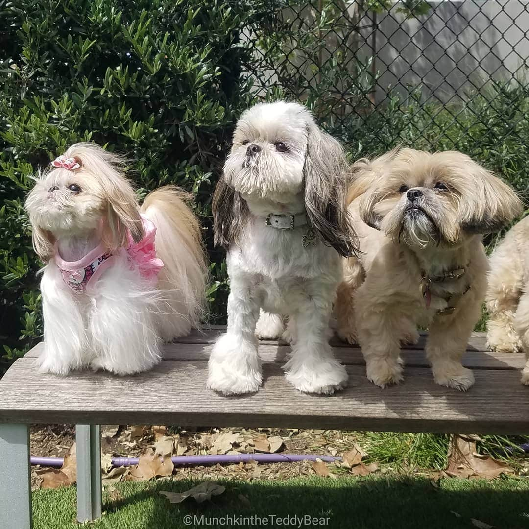 Original Teddy Bear Dogさんのインスタグラム写真 - (Original Teddy Bear DogInstagram)「Sunday funday at the dog park for my friend Athena's birthday 🎉🐶💖」4月15日 8時53分 - munchkintheteddybear