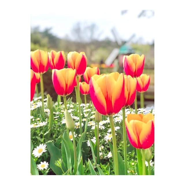 中谷しのぶさんのインスタグラム写真 - (中谷しのぶInstagram)「咲いた咲いた♪ 赤〜白〜黄色〜♪♪ #桜 #だけでなく チューリップも #見頃 #春ですね #エネルギー #もらって #今週も頑張ろう」4月15日 8時51分 - shinobunakatani.ytv