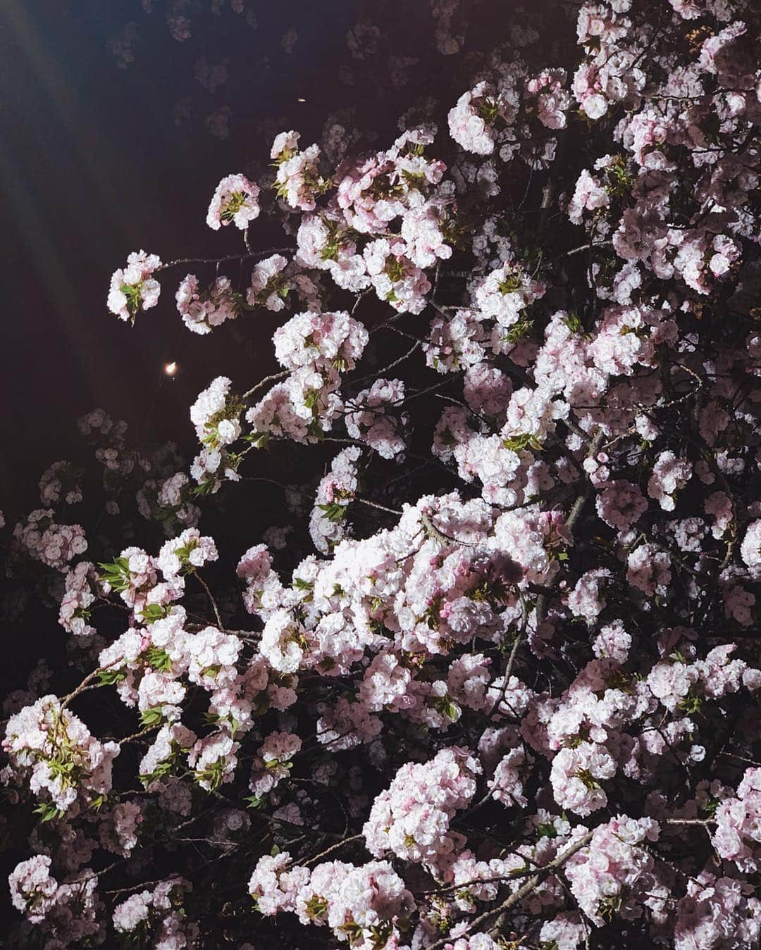 薗田杏奈さんのインスタグラム写真 - (薗田杏奈Instagram)「おはようございます🌸🍃 今週はお天気が良いみたいで その情報だけで最高な気分😋 ⠀ もうすぐ夏かなぁ🌞← ⠀ #green #pink #sakura #桜 #日本の春 #素敵だなぁ」4月15日 8時59分 - love.byanna
