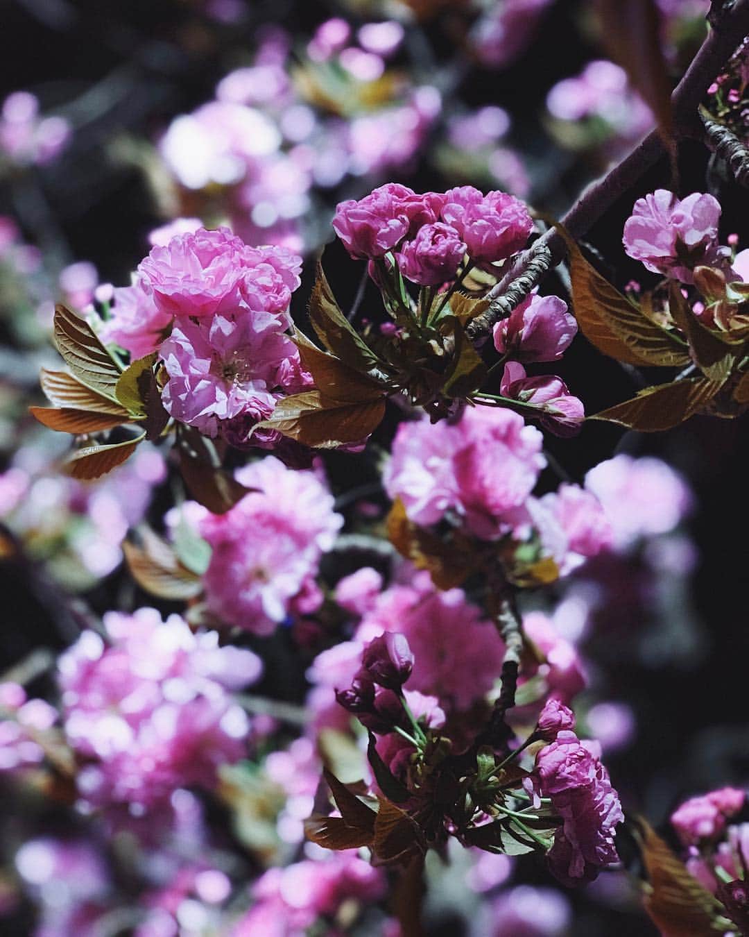 薗田杏奈さんのインスタグラム写真 - (薗田杏奈Instagram)「お花好き過ぎる  桜は本当に本当に綺麗、美しいね🌸 #桜 #ポートレート凄い」4月15日 9時10分 - love.byanna