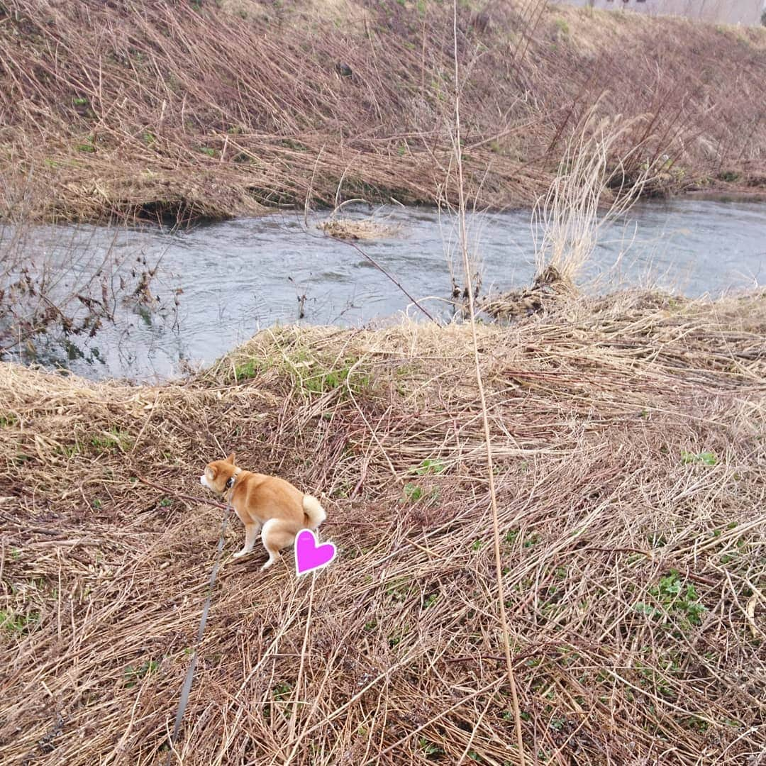 柴犬⭐️サスケさんのインスタグラム写真 - (柴犬⭐️サスケInstagram)「おはわん 犬バカ部#柴犬#赤柴#わんだフォ#愛犬#犬ら部#ふわもこ部#しばいぬ#日本犬#🐕📷#朝ん歩 #💩#shibagram#shibastagram#Japanesedog#시바견#시바이누#시바스타그램#kaumo#pecoいぬ部#柴北会#family#dog#shibainu#shiba」4月15日 9時15分 - shiba20150405