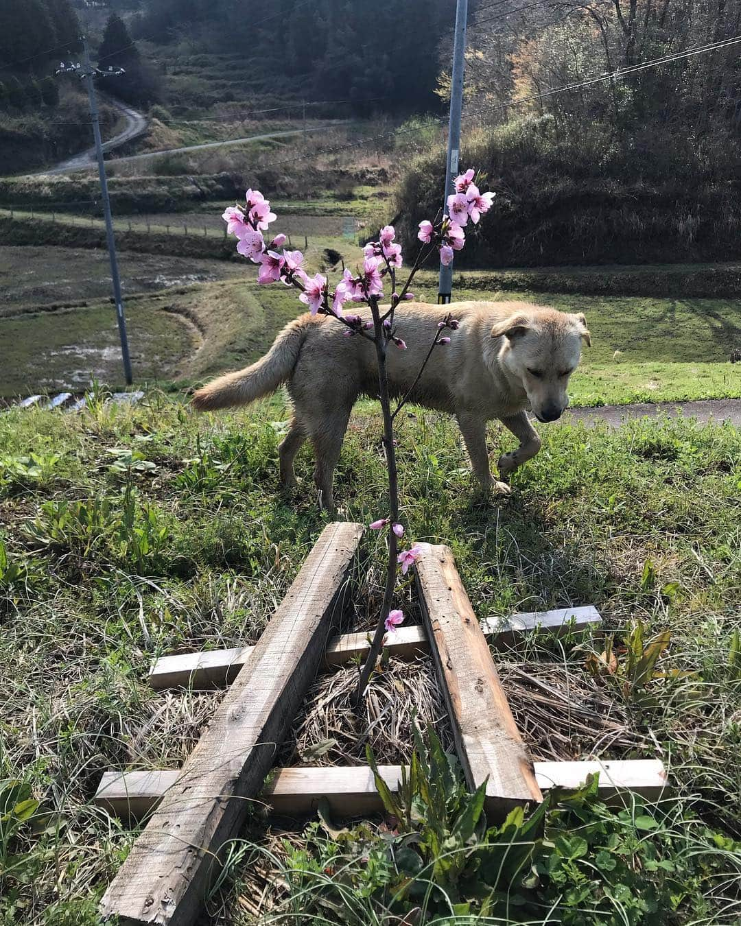 三宅洋平さんのインスタグラム写真 - (三宅洋平Instagram)「去年の秋に植えた桃が、綺麗に花を咲かせました。犬たちは間もなく4/24に、1歳になります。(訂正:5/24生まれでした)」4月15日 9時24分 - miyake_yohei