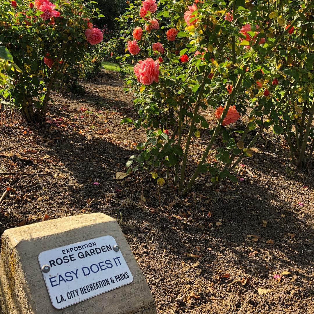 ジョディ・スウィーティンさんのインスタグラム写真 - (ジョディ・スウィーティンInstagram)「Sometimes, all you need is an afternoon to yourself full of flowers, sunshine and a festival of books! ❤️🌹🌞📚❤️」4月15日 9時39分 - jodiesweetin