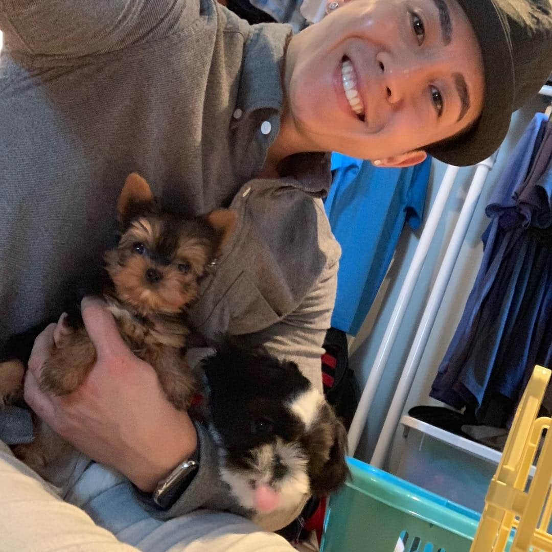 ブライアンさんのインスタグラム写真 - (ブライアンInstagram)「Introducing, the newest member to my family~ Romey... I knew the moment I saw this little guy, he was coming home with me:) So happy that I’m back with 3 rascals!  My apartment feels like a home again~ and with Jersey and Chester, watching over us from above, it feels even more complete... 여러분~ 제 새로운 가족 소개 합니다... 우리 막내 아들 ‘로미’ ... 다시 우리 집에 강아지 3마리가 있어서 제대로 된 집처럼 느뗘지네요 ㅋ 그리고 하늘에서 저지와 체스터 가 지켜봐주는거 아니까 더 마음이 안전합니다^^ #yorkshireterrier #yorkie #romeytheyorkie #로미 #romeyjoo #ashtheshihtzu #shihtzu #ashjoo #dog #dogstagram #dogsofinstagram #doglover #animalovers #brianjoo #pyeongtaek #평택 #강아지 #강아지분양 #강아지그램 #verydogpyeongtaek #베리독평택점 #행복 #사랑」4月15日 9時55分 - thebrianjoo